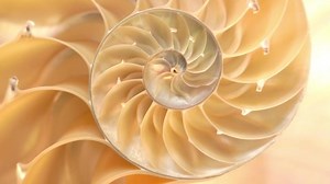 Detailed Footage Halved Shell Chambered Nautilus Stock Footage Video (100% Royalty-free) 1059709991 | Shutterstock