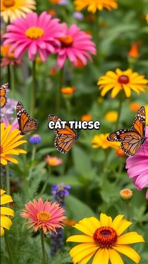 Did You Know Butterflies Taste With Their Feet?