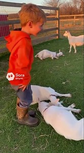 Little Boy Makes Fainting Goats DROP Like Dominoes! #faintinggoats #funnykids #viralshorts #sora2