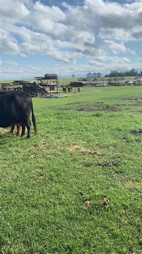Mrs. Putney Herding Highland Calves for Treats