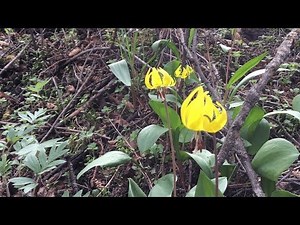 Edible and medicinal- Glacier lily aka yellow avalanche lily aka dogtooth fawn lily