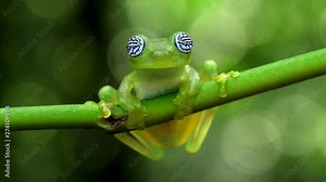 Glass frog in its natural habitat in the Caribbean forest. Wildlife endangered species. Awesome colorful frogs collection. The glass frogs are frogs of the amphibian family Centrolenidae.