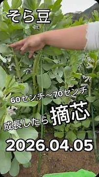 そら豆の記録【植え付け〜摘芯まで】初めての摘芯でちょっとよく分からない #ベイビーやしのき大冒険 #そら豆