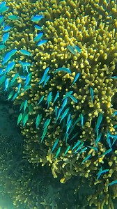 3.2K views · 23 reactions | Fiji's waters are home to 5 out of 7 sea...