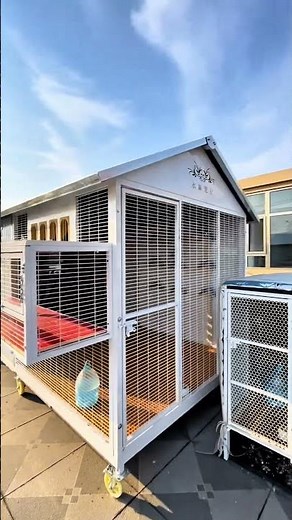 “Mini Racing Pigeon Loft Visit – Who Has a Loft Like This? 🕊️🏠” #RacingPigeons #MiniLoft #PigeonLoft