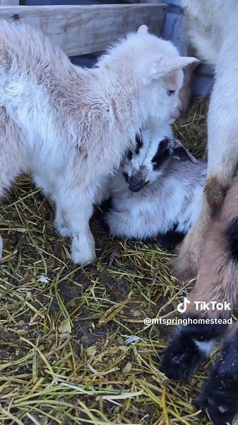Welcoming Our Adorable Baby Goats to the Homestead