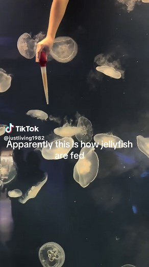 How Jellyfish Are Fed in Aquariums