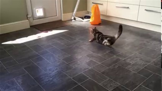 Cool cats drifting.