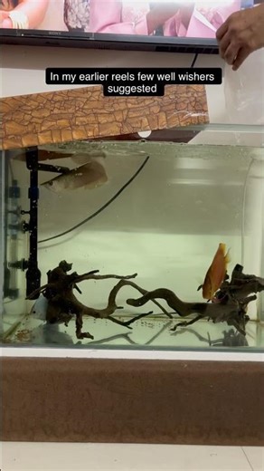 New discus fish and black background for aquarium #shorts #discusfish #arowana #fish #aquarium