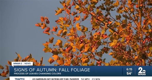The science behind the fall foliage