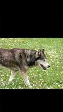 🐶Si tienes Perro NO hagas esto.😨