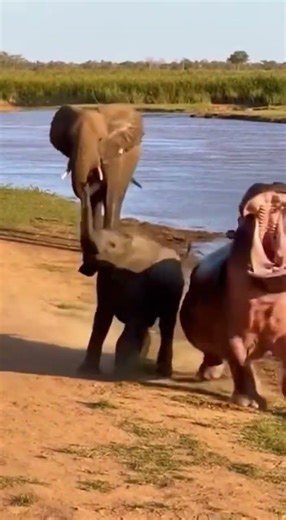 🐘 Elephant Fights Hippo Protecting Calf - BRUTAL! 😱