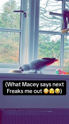 Funny African Grey Parrot Moments to Brighten Your Day