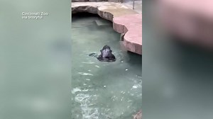 Sea otter enjoys new habitat at Cincinnati Zoo