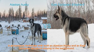 Alaskan Husky vs. East European Shepherd: A Comprehensive Comparison