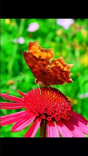 Colorful Butterfly Close-Up | Amazing Nature Moments #shorts