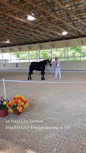 Colts for Premium Friesian Horse Association of North America #ironspringfarm #keuringday #friesianhorse | Iron Spring Farm