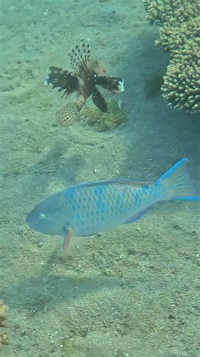 Blue Barred Parrotfish Subtle Colors Up Close 🐟🎨🌊