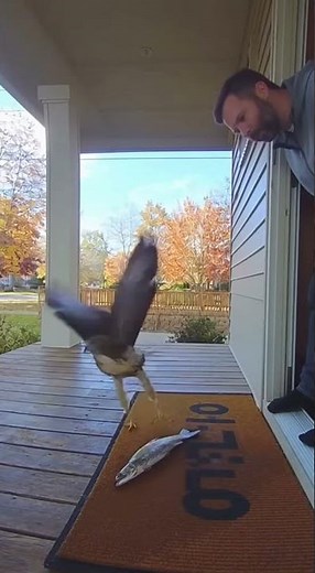 Hawk Delivers Fresh Fish Like a Pro! 🦅🐟 | Porch Cam Catches the Wildest ‘Delivery’ Ever