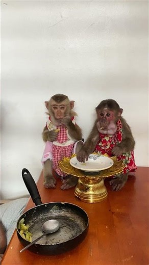 very cute couple #cute #shorts #monkeylove