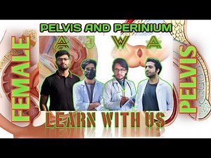 FEMALE PELVIS MODEL ANATOMY (PELVIS AND PERINEUM)
