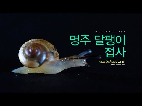 [접사 영상] 명주 달팽이 첫번째..^^