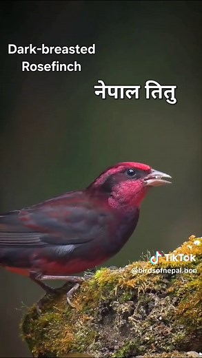 Meet the Dark-breasted Rosefinch, a bird that proves beauty can be subtle. This high-altitude specialist isn't a flashy red, but wears a more delicate palette. The male has a soft, dusky pinkish-red blush across his face, throat, and breast, which contrasts with heavy, dark brown streaking—like watercolor on a textured canvas. Females are warmly streaked in brown. Look for them in the open, rocky alpine meadows and scrub above the treeline, often near the snowline. They are ground feeders, often
