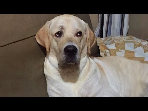 Watch and TRY NOT TO LAUGH 🤣 Funny dog videos 2024