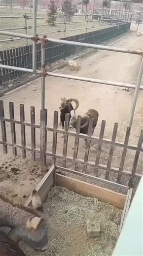 Hilarious Animal Moments That Will Make You Laugh