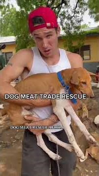 Saving Ghana's Dogs From The Meat Trade #rescueefforts #animals #dogshorts #shorts #reels #dog