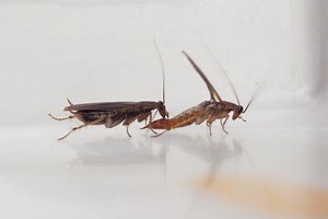 These cockroaches tweaked their mating rituals after adapting to pest control