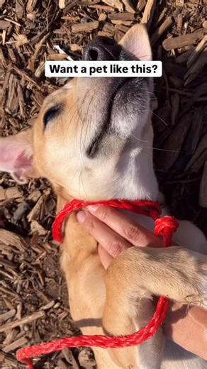 🎵 All I want for Christmas.... is YOU to adopt from OC Animal Care! 🐾 Join our festive Santa Paws Adoption Event this Saturday and meet the pets wishing for a forever home. Make their holiday dreams come true and adopt them! 📅 Saturday, December 6, 2026, 11am-4pm 📌 1630 Victory Road, Tustin, CA 92782 🐶: Mickie (A1942801) | OC Animal Care