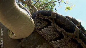 A huge curious snake coiled up on a tree branch flicks its tongue in the air and explores