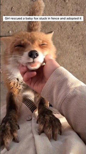 We helped a helpless baby fox… and stayed to care for it