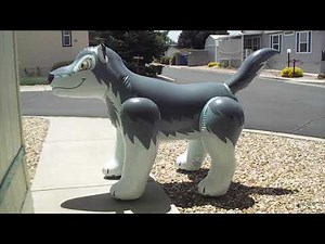 Inflatable IW Wolf in the wind with bloopers.