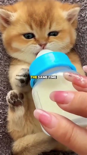 why cat eat milk 🤯 #animalfacts