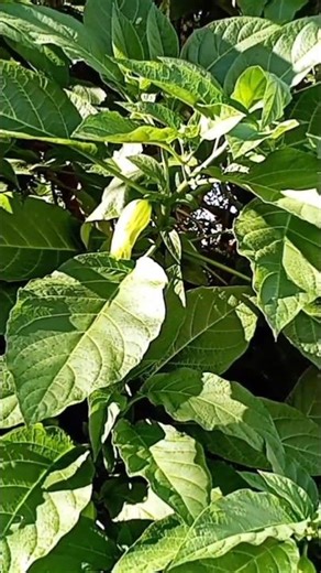 Leafy is going to explode soon 🌞