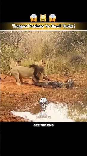 || King of the Jungle Meets River Monster! 🔥 #trending #animals..