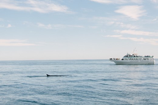 Cap'n Fish's Whale Watch & Puffin Cruises - Boothbay Harbor Region