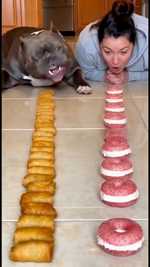 Bully Dog vs Woman: Mozzarella Mayhem Begins! #BullyDogChallenge #FoodRace #FunnyPets #KitchenChallenge #ViralShorts #DogVsHuman #EpicBattle #ComedyReels #TikTokDogs #ShortsFun | Bully Show