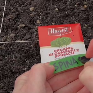 The Harvest Company Organic California Wonder Sweet Pepper Seeds – USDA & CCOF Certified Organic, Non-GMO, Open-Pollinated Pepper Seeds for Indoor & Outdoor Gardening