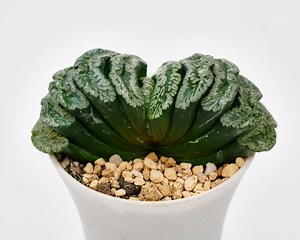 Haworthia Truncata Genbu, Rare Succulent and Best Gift - Etsy