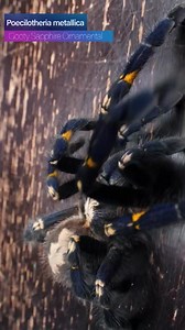 10K views · 225 reactions | Poecilotheria metallica: the Disappearing Blue Tarantula! Check out my video that features this tarantula and other blue tarantulas here: https://youtu.be/62kVqYlrz2A | The Tarantula Collective | Facebook