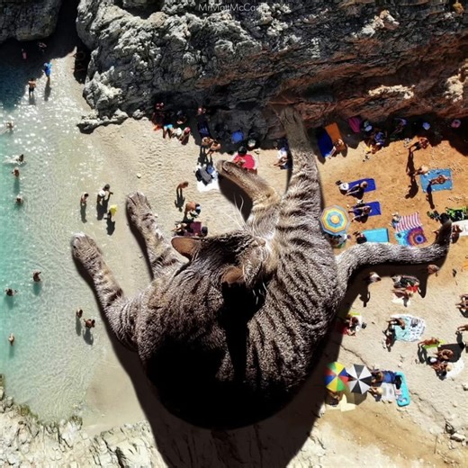 Big Kitties in Cities: Aesthetic Cat Photography