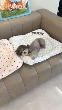 Keep Your Dog Cool in 40C Heat! Best Summer Pet Bed Review #dogsoftiktok #petcare #summerhacks