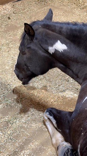 Did you ever wonder if horses snore? | Layla Rose Ranch Horse Rescue