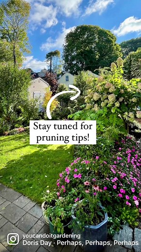 Limelight Hydrangea Pruning Tips for a Beautiful Garden