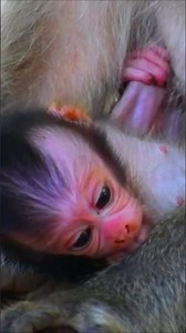 Cute newborn monkey showing tongue while asking mom for milk