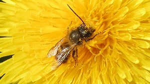 A Woman Rescued A Wingless Bee And Now They're Best Friends