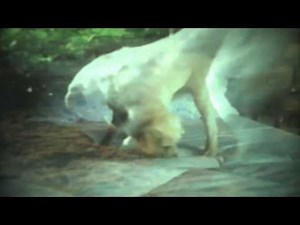 Opening To Rock-A-Doodle 1992 VHS